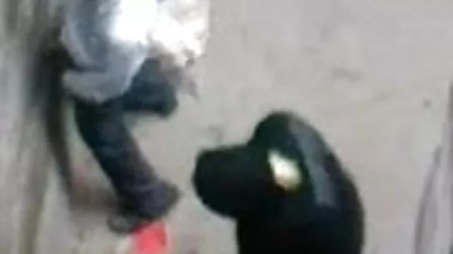 એસ્કોર્ટ